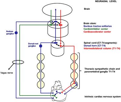 Cardiac Sympathetic Denervation in Channelopathies